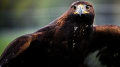 Consultation 'critical' for golden eagle release